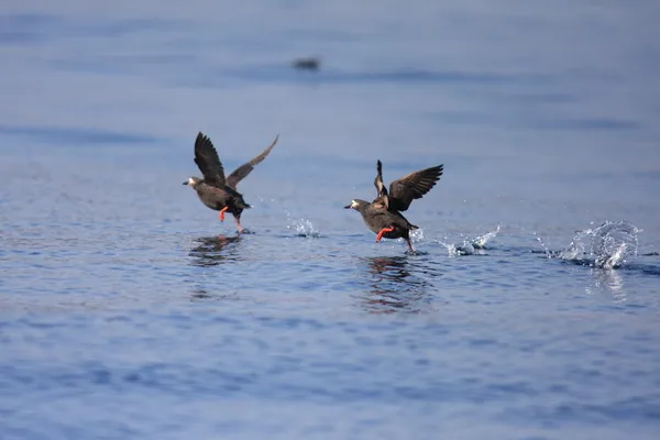 Guillemot espetacular (Cepphus carbo ) — Fotografia de Stock